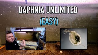 How I Raise Daphnia Water Fleas And You Can Too [upl. by Renault]