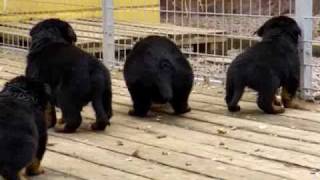 Rottweiler puppies 4 weeks old [upl. by Weatherley500]