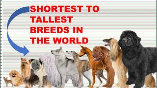 COMPARISON DOG BREEDS HEIGHT AND WEIGHT [upl. by Tyra]