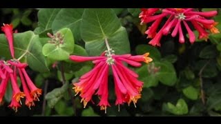 EcoBeneficial Tips Native Honeysuckle [upl. by Eivla]