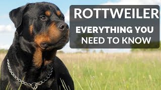 Rottweiler 101  Everything You Need To Know About Owning a Rottie Puppy [upl. by Vincenty]