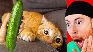 Cats Reacting to Cucumbers Montage [upl. by Nanni]