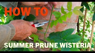 How to summer prune wisteria [upl. by Novyat]