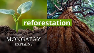 What is reforestation  Mongabay Explains [upl. by Retnuh]