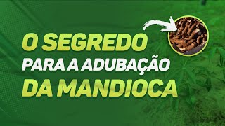 O SEGREDO para a adubação da mandioca  MUITO IMPORTANTE [upl. by Eiger419]