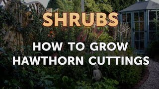 How to Grow Hawthorn Cuttings [upl. by Vallonia]