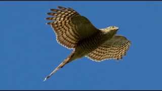 Sparrowhawk Bird Call Bird Song [upl. by Ronn]