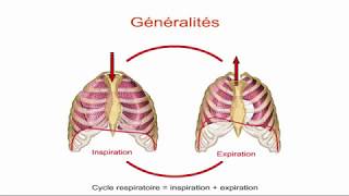 Ventilation pulmonaire  Partie 2  Le cycle respiratoire [upl. by Shaia]