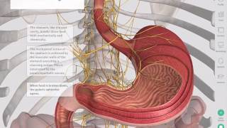 The GastroIntestinal Tract  Complete Anatomy [upl. by Akinorev890]