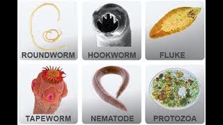 Microbiology of Parasites [upl. by Kadner291]