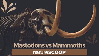 How to tell mastodons apart from mammoths [upl. by Sage698]