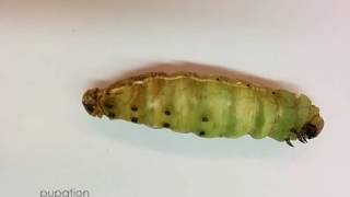 From Larva to Pupa Pupation of Manduca sexta [upl. by Ken]