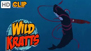 Wild Kratts  Sperm Whale Vs Giant Squid [upl. by Jarid]