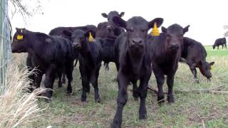 Angus Heifers and Calves [upl. by Ramon786]