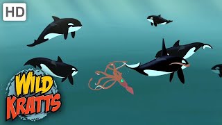 Wild Kratts Animals ATTACK Orca VS Giant Squid [upl. by Attennod]