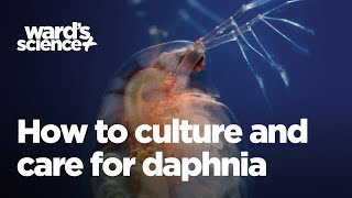 Caring and Culturing for Daphnia [upl. by Lanni88]