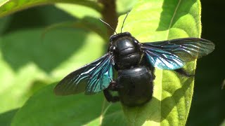 Carpenter bee Xylocopa documentary [upl. by Carole762]