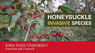 Honeysuckle Invasive Species [upl. by Helmut]