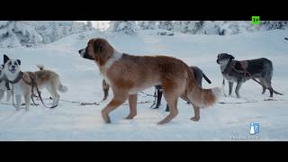 LA LLAMADA DE LO SALVAJE  Clip quotNuevo perro líderquot  YA EN CINES [upl. by Jenifer341]