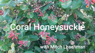 Coral Honeysuckle Vine for Your Garden [upl. by Ahsiemac513]