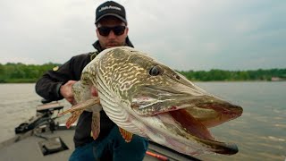 Pesca a SPINNING al LUCCIO ITALICO del lago di Varese  Italian Pike Fishing [upl. by Gabrila607]