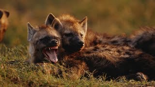 Grandes documentales  Cazadores de África Supervivientes de la llanura [upl. by Felicdad721]