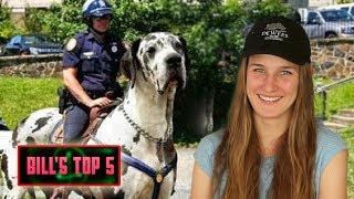 TOP 5 Biggest Dogs [upl. by Alban]