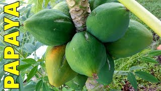 6 Tips How to Grow Papaya Perfectly in the Ground amp Containers [upl. by Llerad]