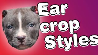 Ear cropping styles for Pitbulls [upl. by Cunningham]