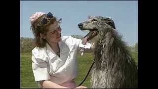 Scottish Deerhound  AKC Dog Breed Series [upl. by Cogan]