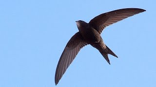 Call of Common Swift Birds [upl. by Atiugram]