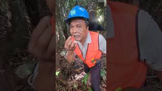 Keruing  mengenal jenis pohon hutan Kalimantan bersama MbahSikunTheForester [upl. by Ojeitak510]