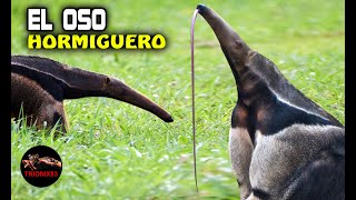 Oso hormiguero gigante ¿Qué pasa con los osos hormigueros [upl. by Medora852]