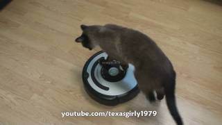 Cat shows HOW TO use iRobot Roomba Vacuum [upl. by Ericha240]