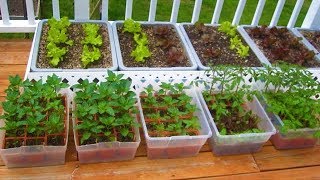 How to start a Container Garden from Seed Easy STEP by STEP grow vegetables plant organic [upl. by Ahsiena]