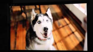 Purina Petfood Commercial Starring Mishka the Talking Husky [upl. by Asined628]