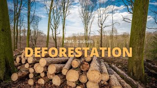 What causes deforestation amp why we should care [upl. by Rochelle]