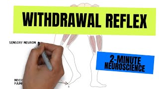 2Minute Neuroscience Withdrawal Reflex [upl. by Rebah546]