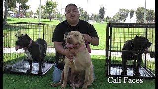 Breeding 10000 Pit Bulls [upl. by Milburt]