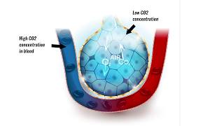 Gaseous exchange in lungs [upl. by Loria]