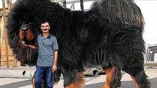 Top 10 BIGGEST Dog Breeds IN THE WORLD [upl. by Enyaj939]