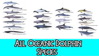 All Oceanic Dolphin Species  Species List [upl. by Anairol]