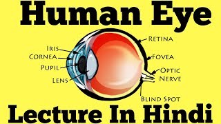 Human Eye Diagram Explained in Hindi [upl. by Nerta]