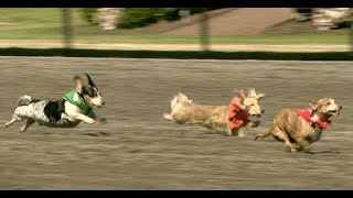 2018 Wiener Dog Races at Emerald Races [upl. by Rudelson109]