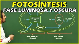 Fotosíntesis Fase Luminosa y Fase Oscura [upl. by Xella386]