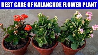 Care Of Kalanchoe Flower Plant  Grow Kalanchoe  How To Grow N Care Kalanchoe Plant  Kalanchoe [upl. by Vaientina]