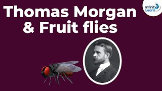 Genetics  Thomas Morgan amp Fruit flies  Lesson 10  Dont Memorise [upl. by Andres]