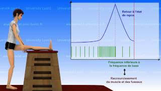 La souplesse  bases neurophysiologiques 12 [upl. by Nnayecats]