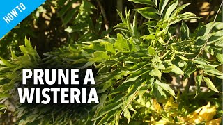 How to prune wisteria [upl. by Tice]