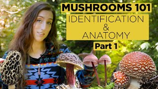 Mushrooms 101 Identification and Anatomy  Part 1 [upl. by Kinch119]